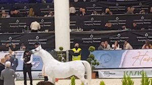 Выставка в Вероне завершается. Чистокровная арабская лошадь.