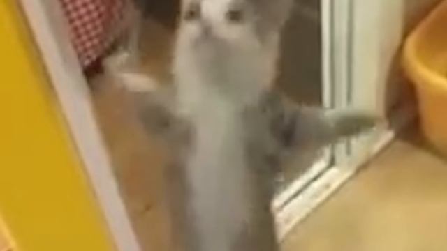 ШНИ ШНА ШНАПИ — ОРИГИНАЛ смотреть онлайн