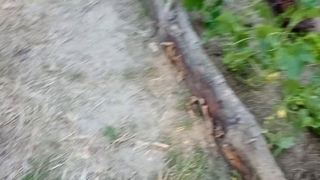 Ogórki gruntowe na podporach, prowadzone na siatce, jak zamontować siatkę do ogórków смотреть онлайн