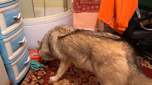 Бесстрашный Котенок обнимается с Волком !! Бывает ли дружба между Котенком и Волком?!  Что это было