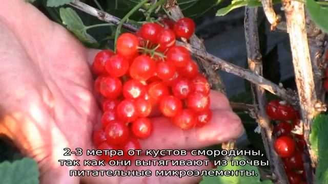 Красная смородина Уральская Красавица