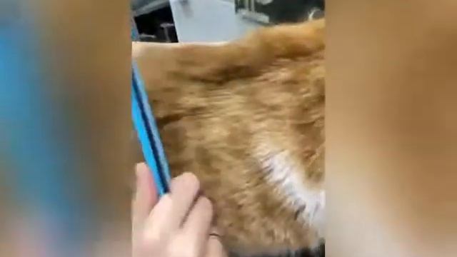 УХОД ДЛЯ КОШЕК смотреть онлайн