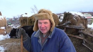 Почему мало молодняка КРС в хозяйстве как кормить коров сено