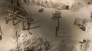 Погоня лисы за зайцем #лиса #заяц #погоня #охота #животные #охоталисыназайца