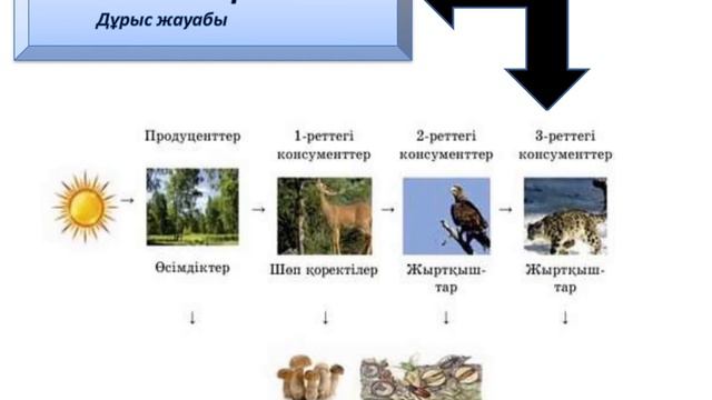 IV тоқсан Жаратылыстану 6 сынып 4 сабақ Экологиялық пирамидада