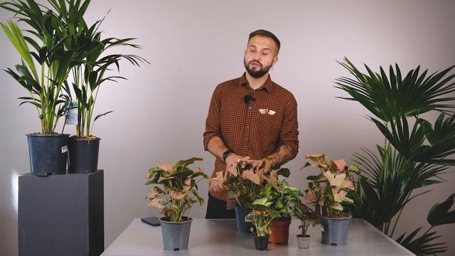 Сингониумы | Советы от Ильи Гомыранова