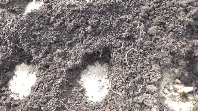 Посадка лилий, Аз и Ла гибриды . смотреть онлайн