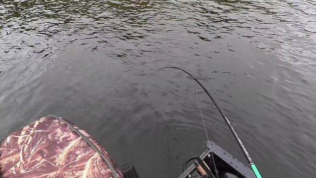 ГОРБАЧИ ЛЮТУЮТ, НЕ ЖАЛЕЯ СИЛ, ПЕРЕД ЛЕДОСТАВОМ НАБИРАЯ ЖИР! смотреть онлайн