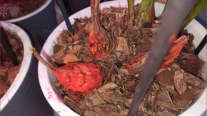 Цимбидиумы, усыхают бульбы,что делать?