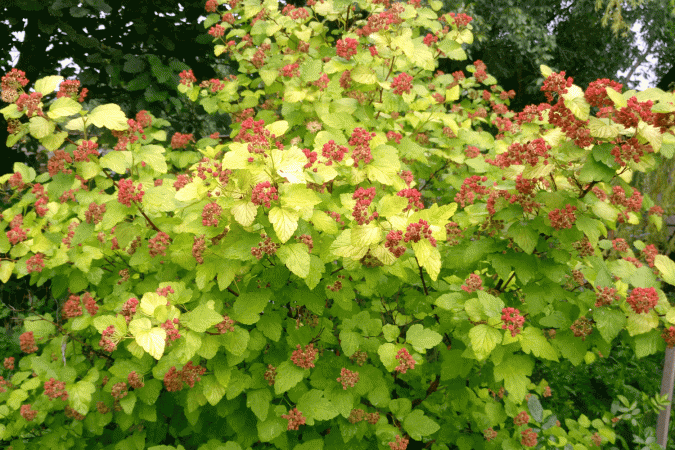 Пузыреплодник, физокарпус калинолистный "Дартс Голд" (Physocarpus opulifolius "Dart's Gold")