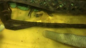 Чистим грязь и отходы вручную