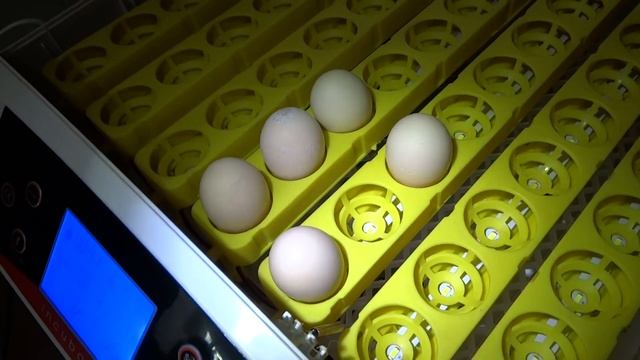 Помогите с определением породы кур смотреть онлайн