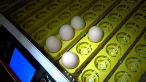 Помогите с определением породы кур