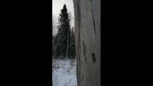подсоченое дерево сосна типа Кело (Kelo) высушенная на корню