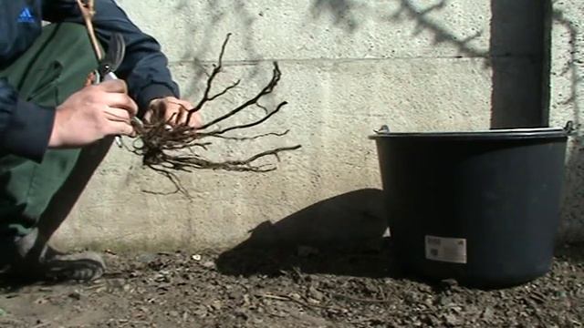 Виноград. Подготовка саженцев к посадке смотреть онлайн