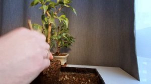 [БОНСАЙ] Фікус Бенджаміна. Пересадка Фікусів [Repotting Ficus Bonsai - Step by Step Guide]