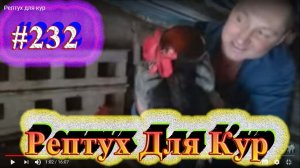 Рептух для кур