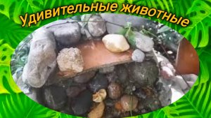 Рыбы в пруду.