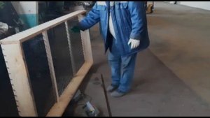 Выгонка лука на перо. Часть-1