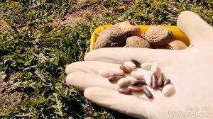 ЭКСПЕРИМЕНТ: Дуэт картофеля и фасоли...