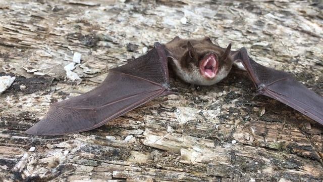 Летучая мышь 2 смотреть онлайн