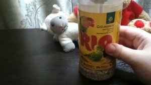 Что нужно знать когда заводишь попугая все о попугаях