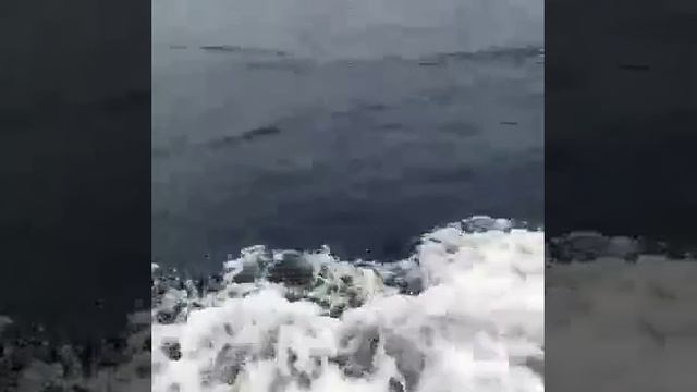 Кабанчик