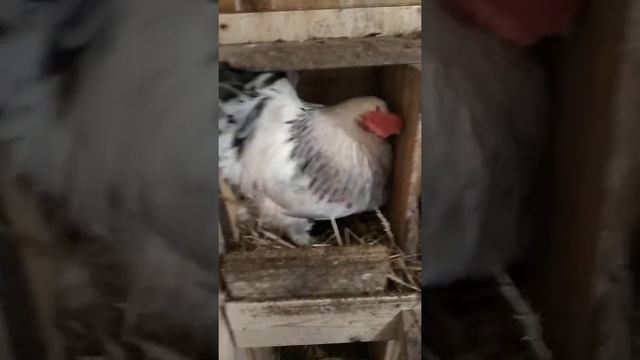 Петух показывает курам где надо нести яйца