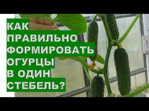 Как правильно сформировать огурцы в один стебель. НачалоHow to properly form cucumbers into one stem