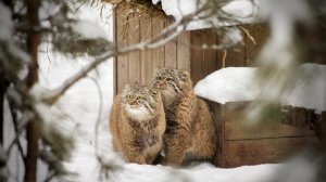 Завершение брачного сезона манулов