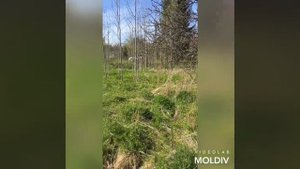 Мшинская СНТ Заря участок для вашей дачи