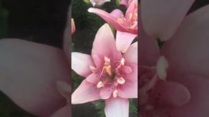 лилия азиатская махровая Элоди