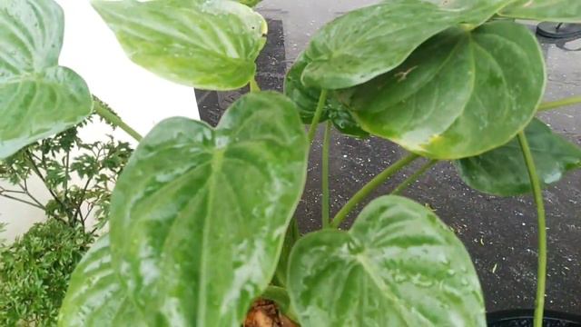 മഴ നനയാതെ മാറ്റിവെക്കേണ്ട ചെടികൾ ഇവയാണ്/how to care plants in rainy season/gardening malayalam