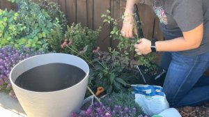 Planting Pink Mink Clematis