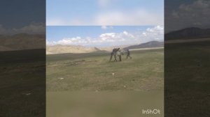 Обучение дикого жеребца