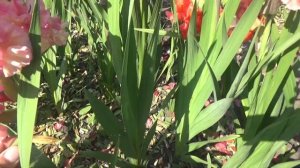 ГЛАДИОЛУСЫ - ЦВЕТЕНИЕ ГИБРИДНЫХ СЕЯНЦЕВ (11.08.19г)