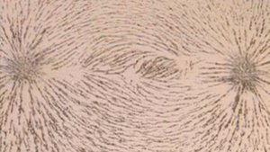 Магнитное поле два магнита. Как увидеть невидимое