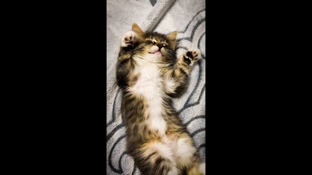 Котик сладко спит :) смотреть онлайн