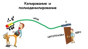 ПРОЦЕССИНГ РНК | Биохимия