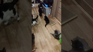 коты и кошачья мята