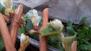 ??Черенки винограда и зизифус (экзот)??