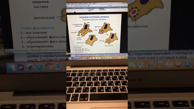 Марафон по биологии. ЕГЭ 2018. День 2. Органоиды клетки смотреть онлайн