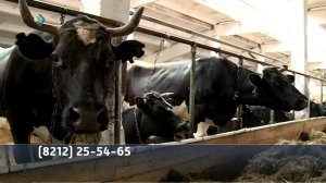 Минсельхоз субсидирует затраты на покупку крупного рогатого скота