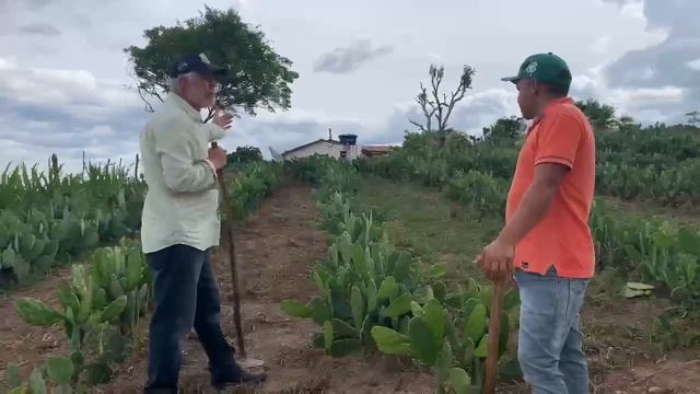 204. FORMA DE CONTROLE DE MATO NA PALMA FORRAGEIRA: CAPINAR OU ROÇAR? смотреть онлайн