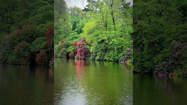 Sheffield Park Garden | Pasyal | Rhododendron Season | Beautiful смотреть онлайн