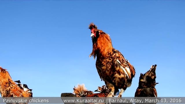 Sing Pavlov roosters Pavlovskie chickens Поют петухи Павловские Брама Тёмная смотреть онлайн