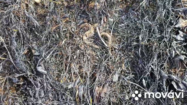 ЗМЕИ !!! наовдим порядок на поле. 11.03.2021 смотреть онлайн