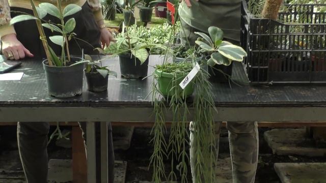 Хойя. смотреть онлайн