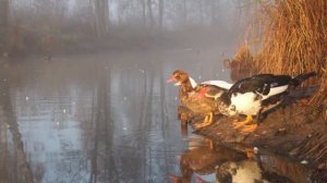 Индо утка мускусная, вольное содержание.(musky Indo-duck)