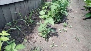 Хорошее средство от муравьев